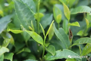 兩岸媒體 姓氏尋根 聯合采訪團走進文新茶村